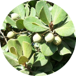 Mimusops caffra leaves and fruit